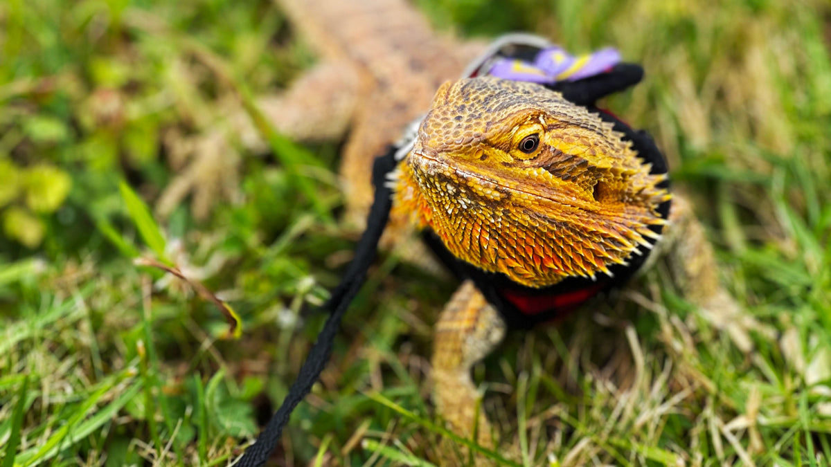 Bearded Dragon leashed on a lawn