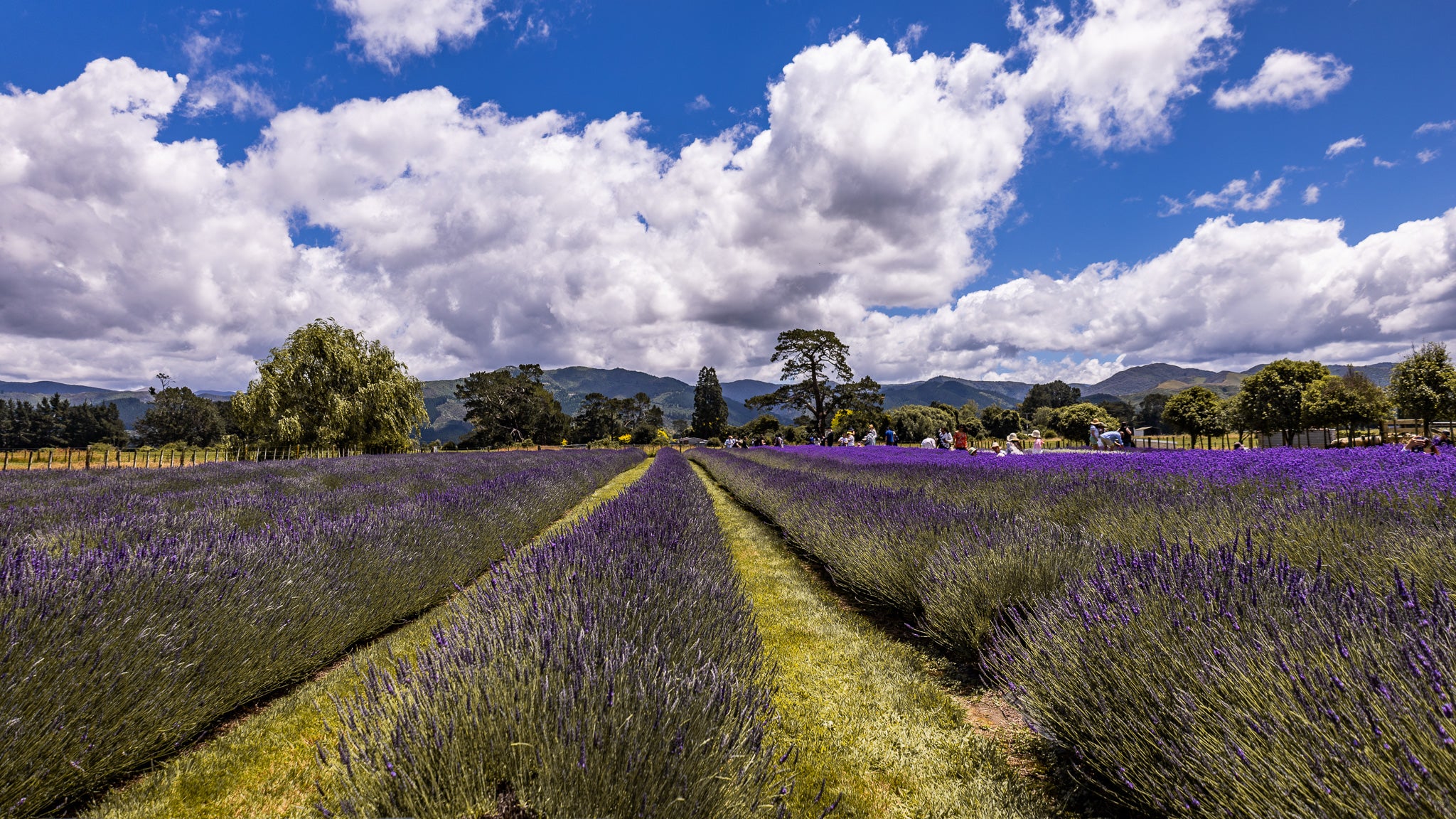 Lavender Abbey, Carterton, Wairarapa