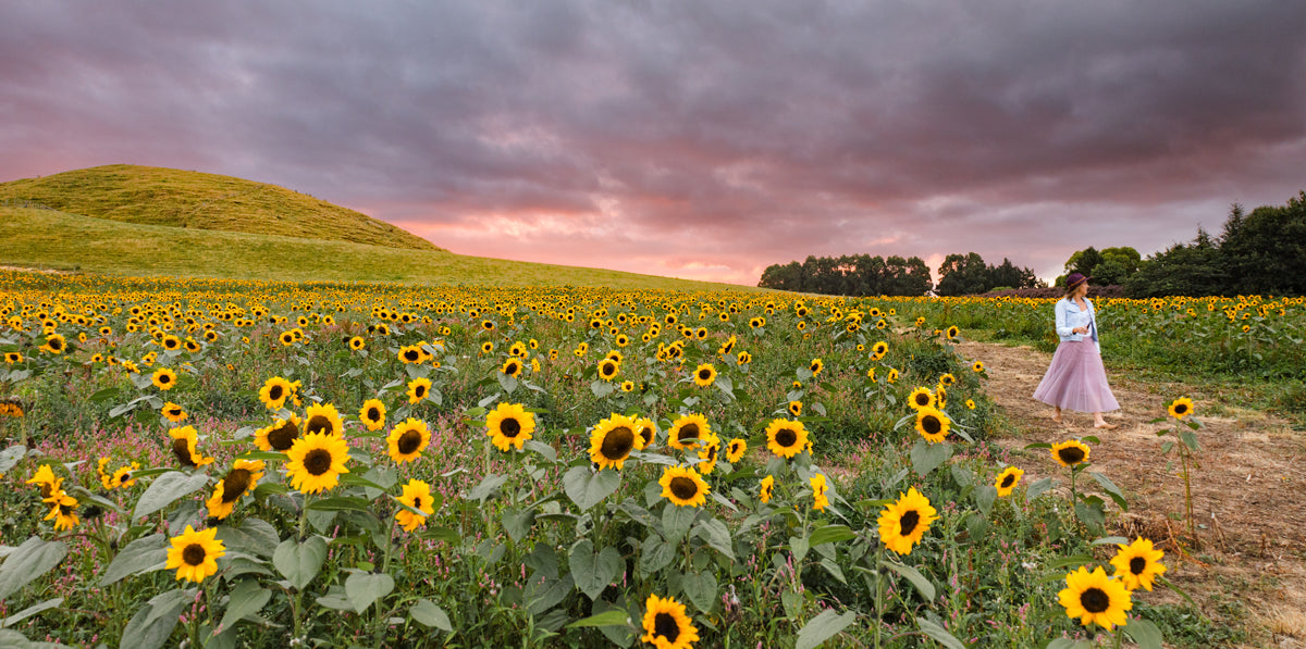 Sunflower field at sunset, Mangamaire, New Zealand