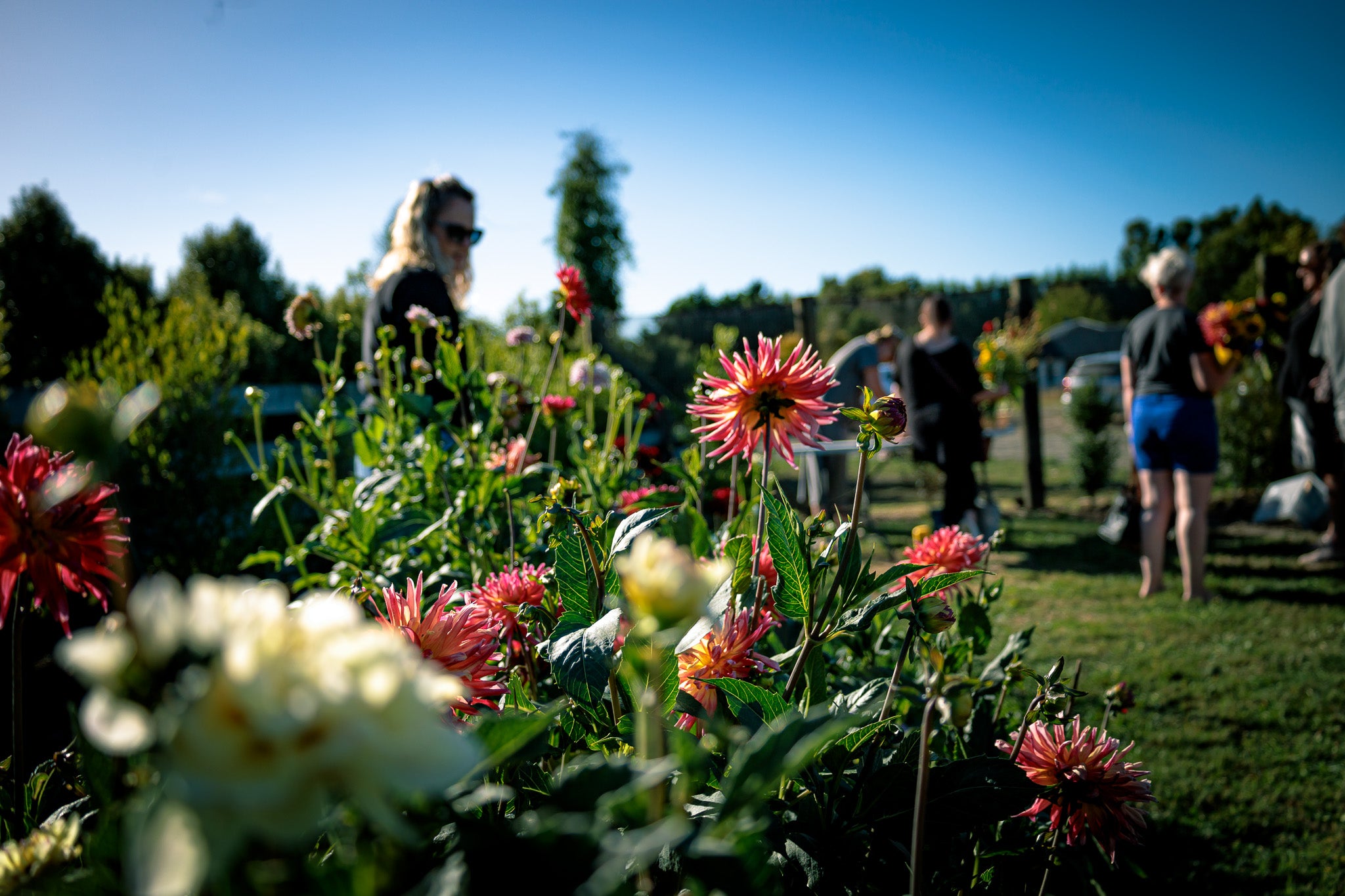 Dahlias