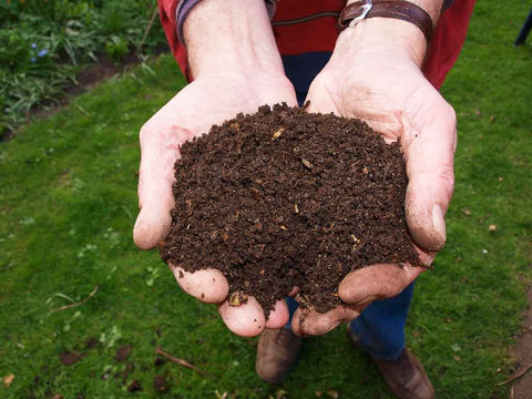A gardener shows off the results of garden composting