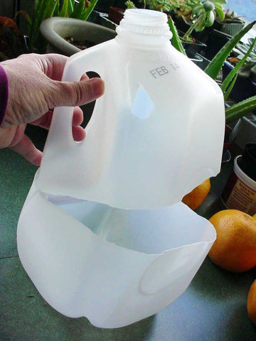 A plastic bottle cut in the middle is transformed into a potted plant