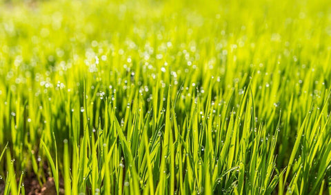 A lush green lawn grows on soil with good water retention capacity