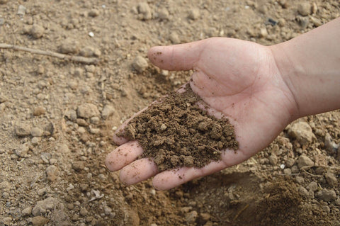 An agricultural expert grabs a handful of healthy lawn soil