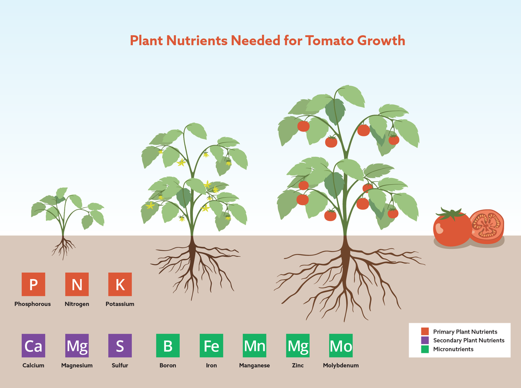 Basic Nutrients Growing Your Best Plants