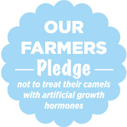 Farmers pledge - not to treat camels with artificial growth hormones