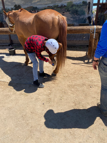 A student learns how to clean a horses' hooves. 