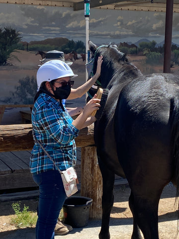 A student grooms a horse with a brush