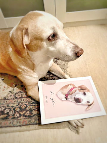 gezeichnetes Hunde Portrait