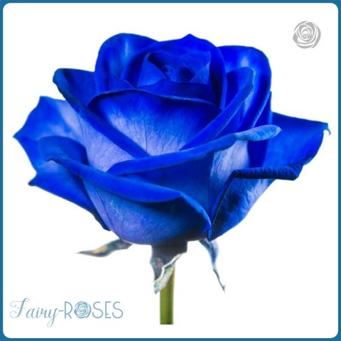Rose Eternelle : La Signification des Couleurs – Fairy-Roses : Découvrez la  magie de la Rose Éternelle