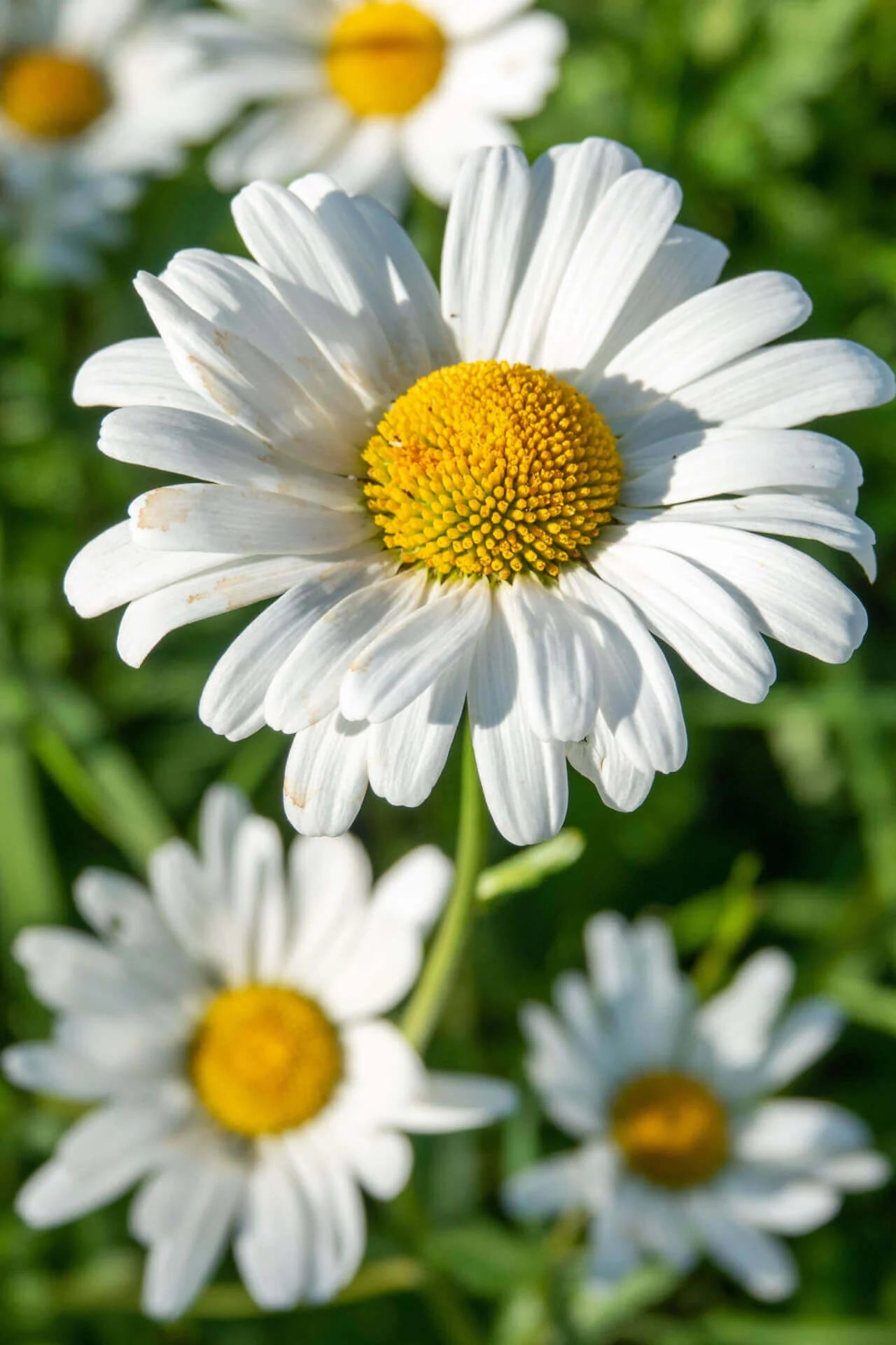 OxeyeDaisy_1_1_1.webp__PID:470b9c85-e2f6-4722-af70-c2a946db67f5