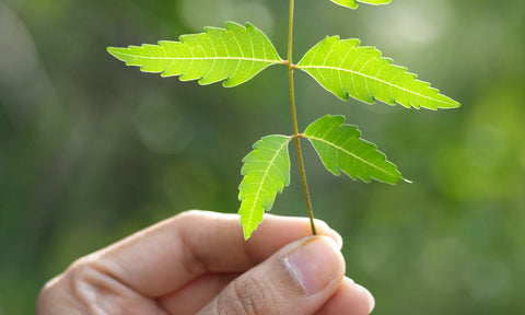 Neem Leaf