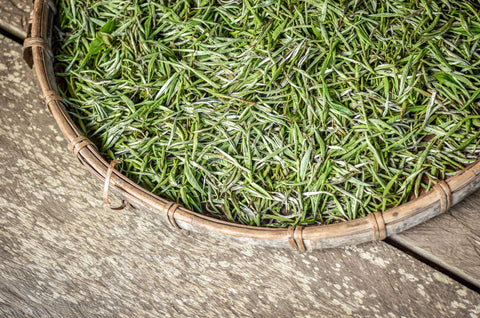 Silver Needle White Tea