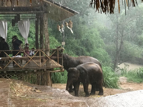 Santuario de elefantes