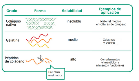 Diferencia entre colágeno y péptidos de colágeno