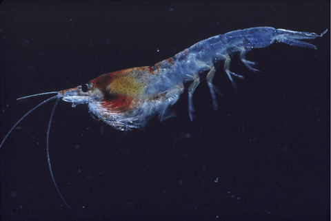 Qué es el aceite de krill, para qué sirve y quién puede querer utilizarlo