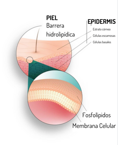 los fosfolipidos forman parte de la membrana celular