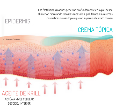 Efecto del aceite de krill frente a la crema tópica en la salud de la piel