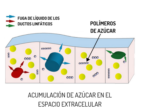 ACUMULACION AZUCAR EN EL ESPACIO EXTRACELULAR