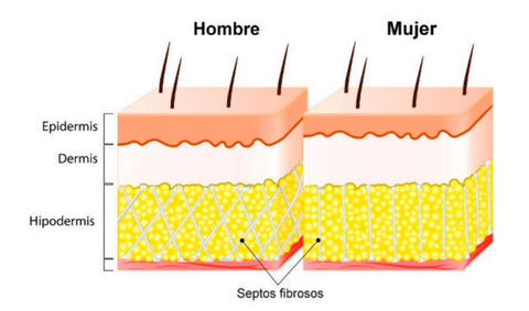 Piel hombre vs mujer