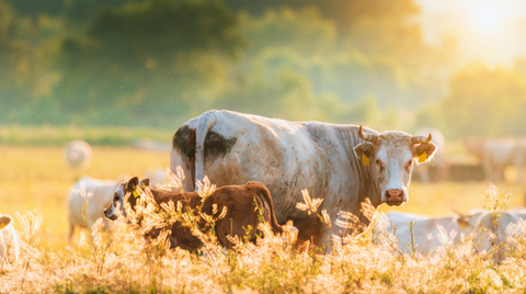 A picture of a cow and a calf