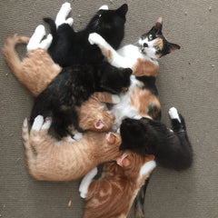 Foster cats