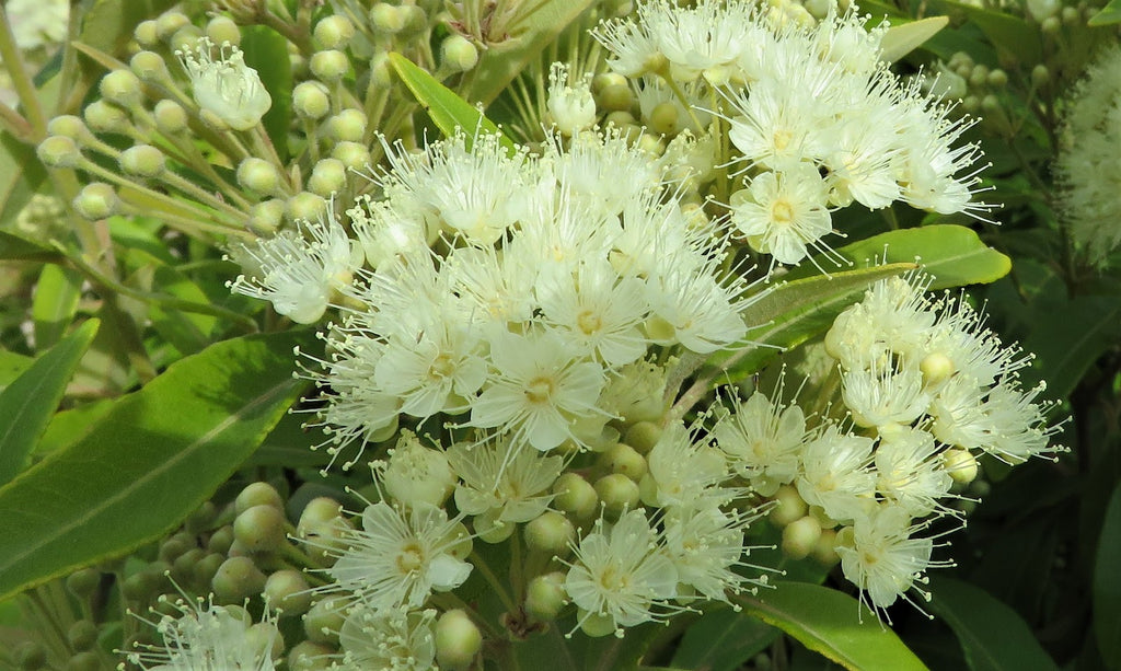 Backhousia Citriodora (Lemon Myrtle) Leaf Oil
