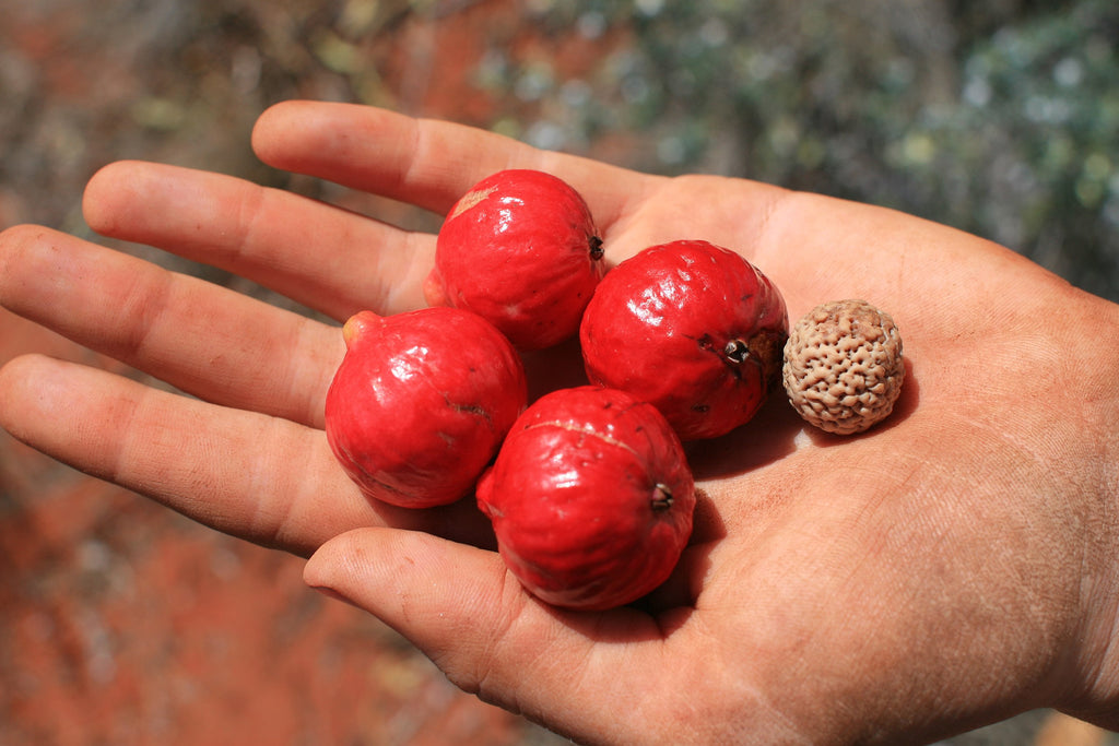 Santalum Acuminatum (Quandong) Fruit Extract 