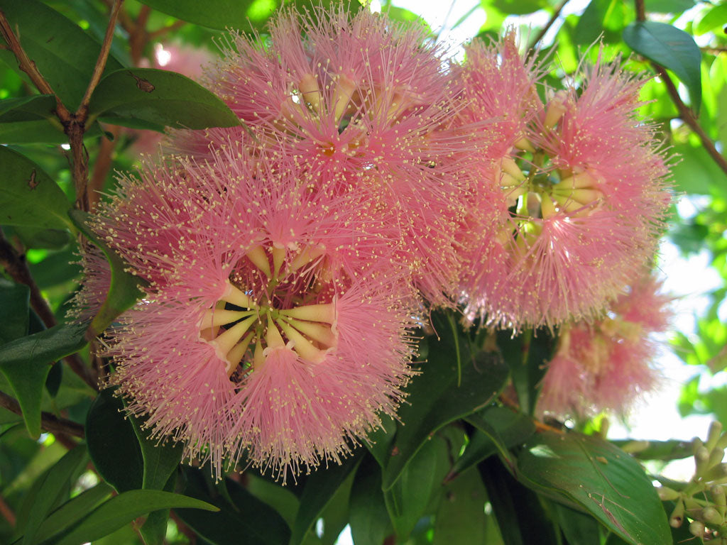 Syzygium Leuhmannii (Lilly Pilly) Fruit Extract 