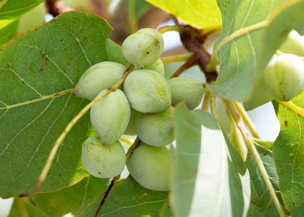 Terminalia Ferdinandiana Fruit (Kakadu Plum) Extract 