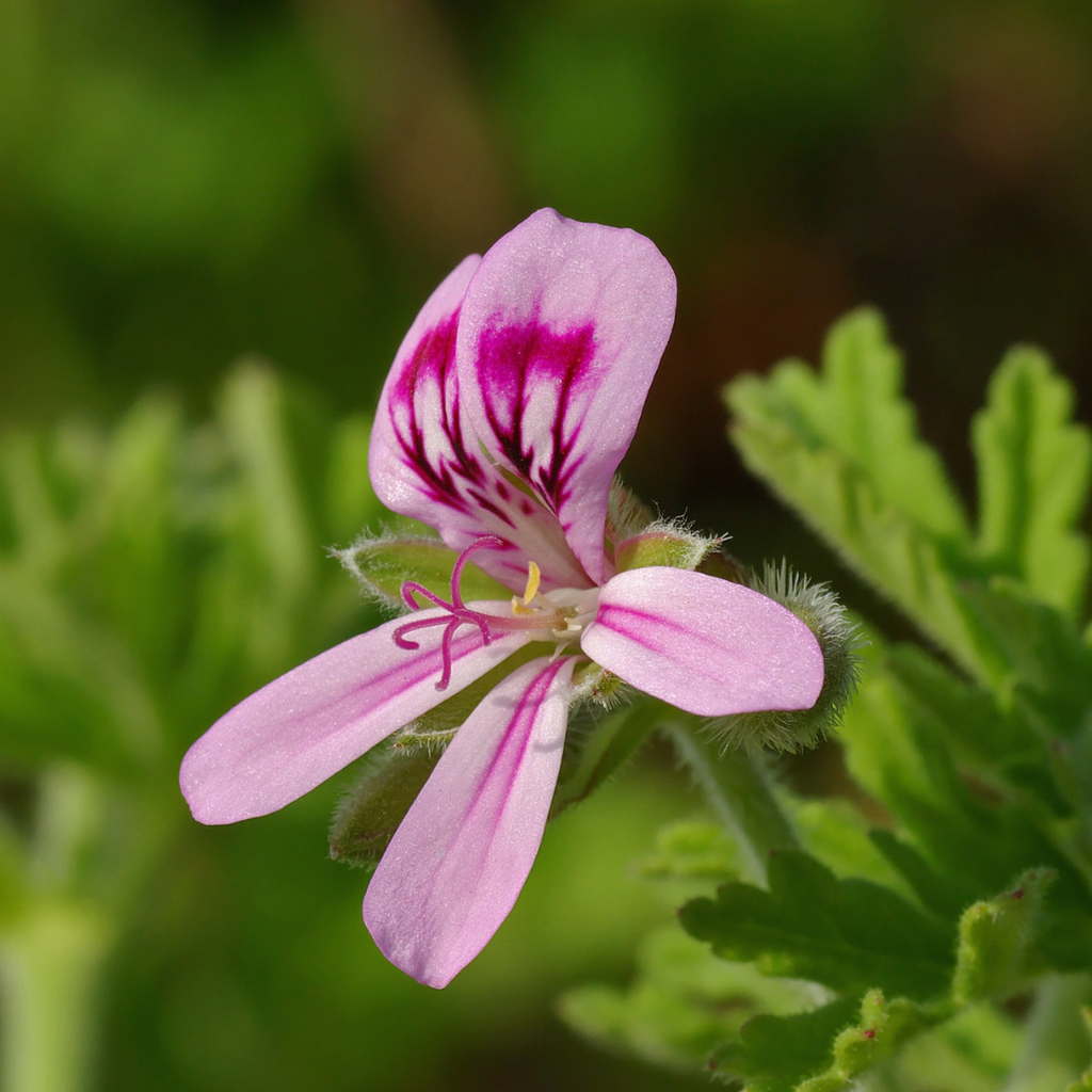 Pelargonium Graveolens (Geranium Bourbon) Leaf Oil 