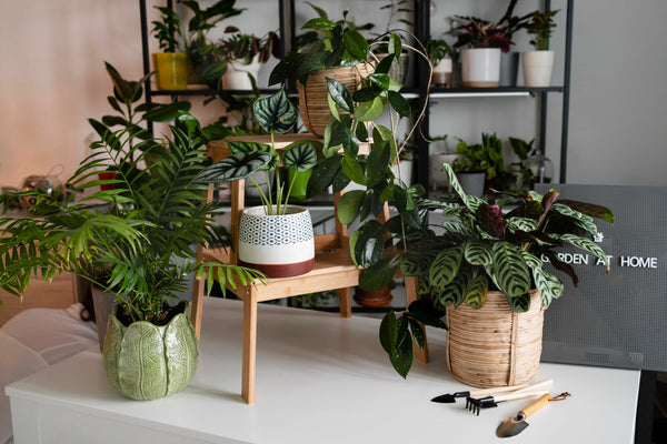 Plant decor ideas for the living room, bedroom, and more - Curbed