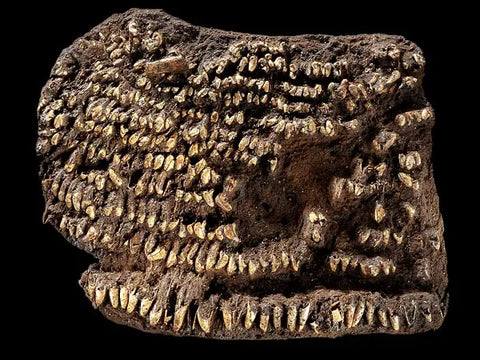 World's Oldest Purse Found—Studded With a Hundred Dog Teeth