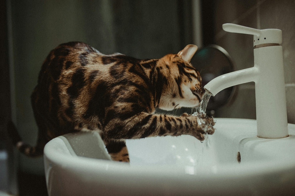 pets drinking filtered water