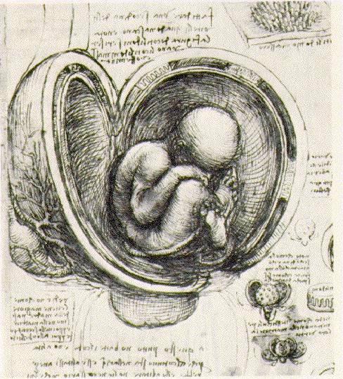 Leonardo da Vinci - The Fetus in the Womb