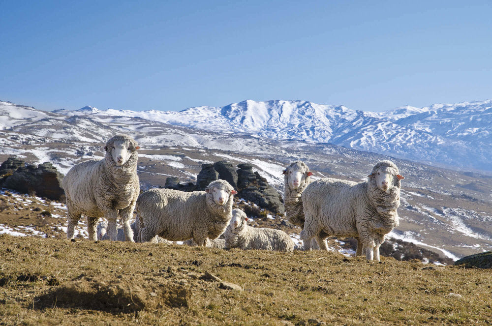 MERINO SHEEP NEW ZEALAND