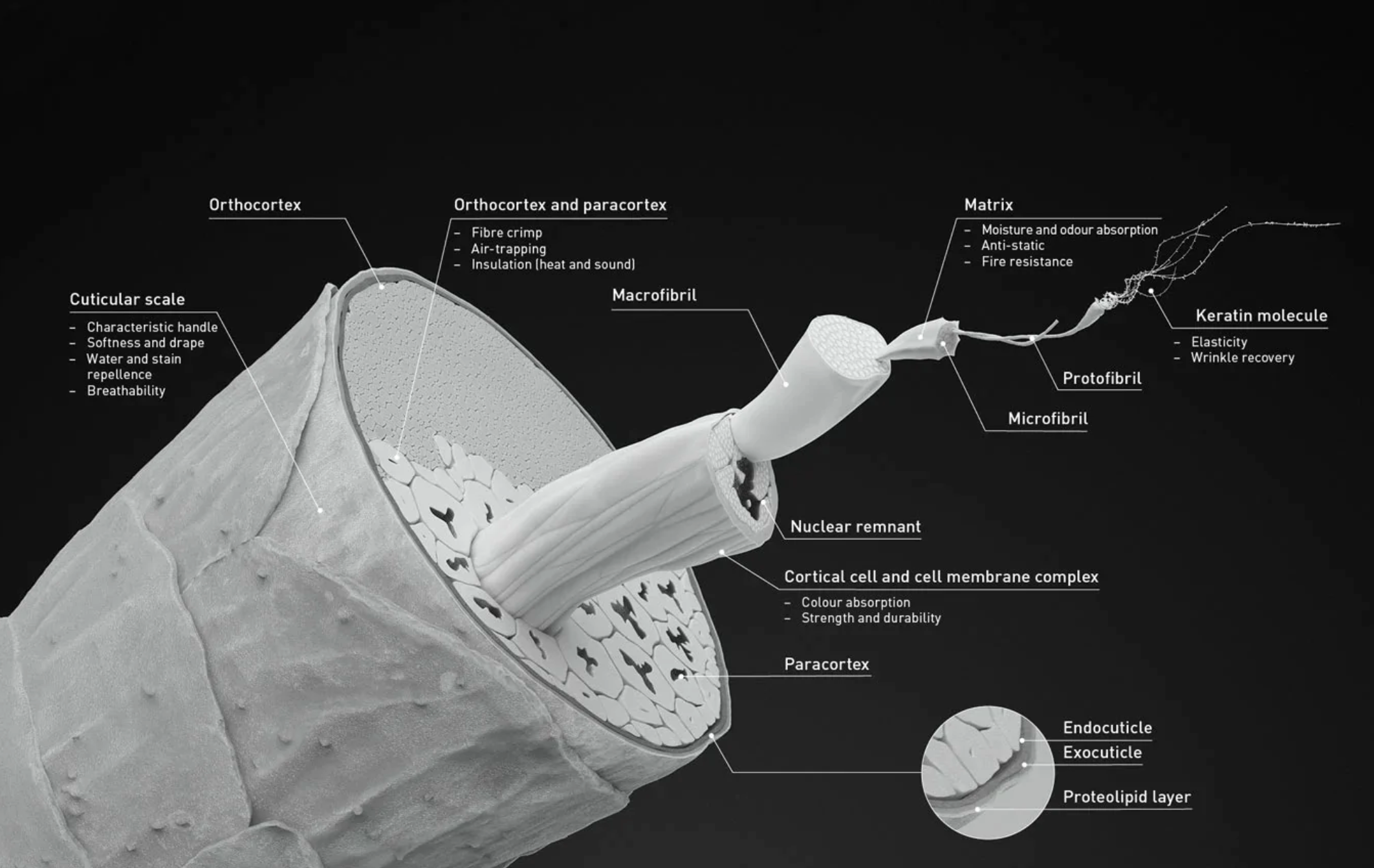 merino fibre explained