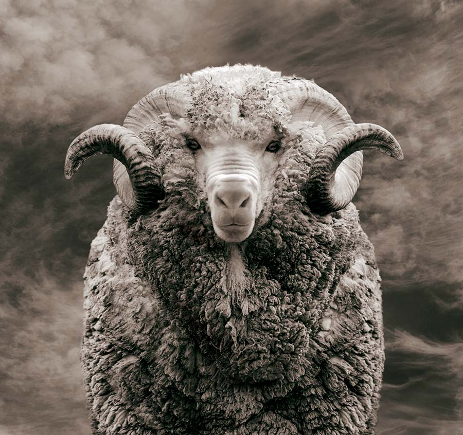 new-zealand-merino-sheep.jpg