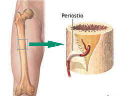 Periostio kJ