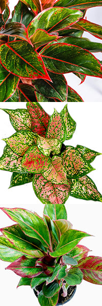 Colorful Aglaonema