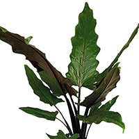 Alocasia lauterbachiana