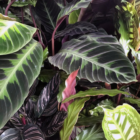 Different and amazing Calatheas