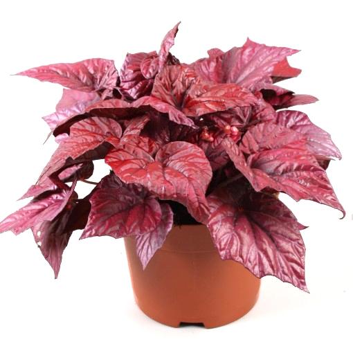 Begonia Beleaf Inca Flame 12/20