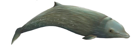 Baleine à bec de cuvier, zyphius cavirostris