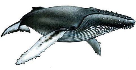 Baleine à bosse, magaptera novaeangliae