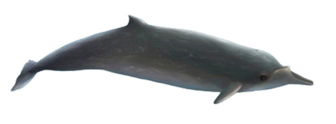 Baleine à bec de blainville, mesoplodon dentirostris