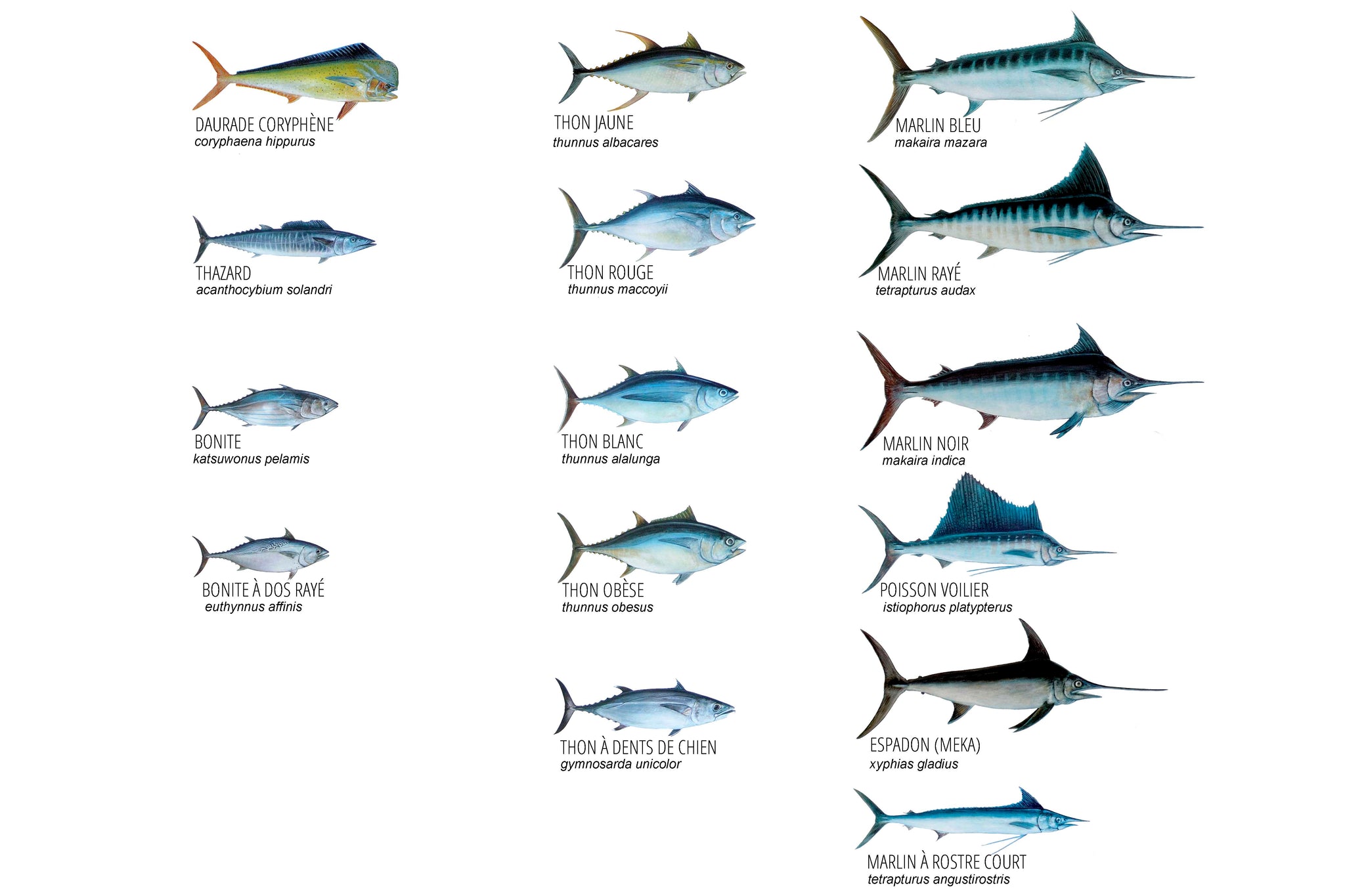 Poissons du large Polynésie Française