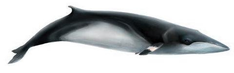 Rorqual de Minke, balaenoptera acurostrata