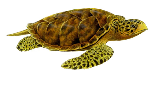 Tortue imbriquée, eretmochelys imbricata