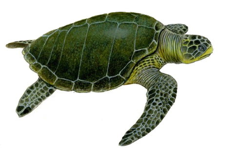 Tortue verte, chelonia mydas